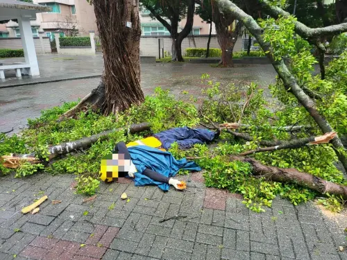 北市工務局處理路樹倒塌 2人掛彩受傷
