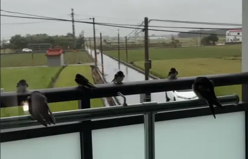 ▲燕子家族在陽台暫時避風躲雨，而此起彼落的鳴叫聲，在人類看起來就像是在唱KTV一樣。（圖／IG＠mv_milu授權使用）