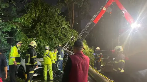 內湖電桿倒塌壓垮路樹！路過騎士慘遭砸中　送醫搶救不治
