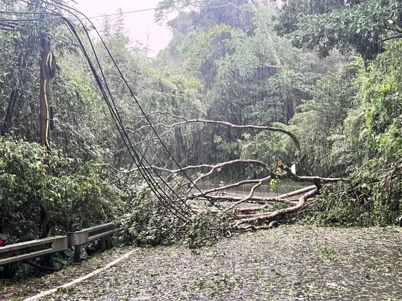 ▲強風豪雨致桃園復興區樹木傾倒壓損配電線路。（圖／台電提供）