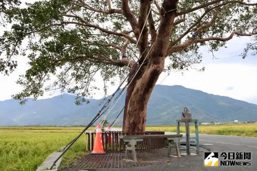 ▲台東直擊 ／金城武樹強碰康芮「依舊健在」！已有遊客朝聖。（圖／記者朱永強攝）