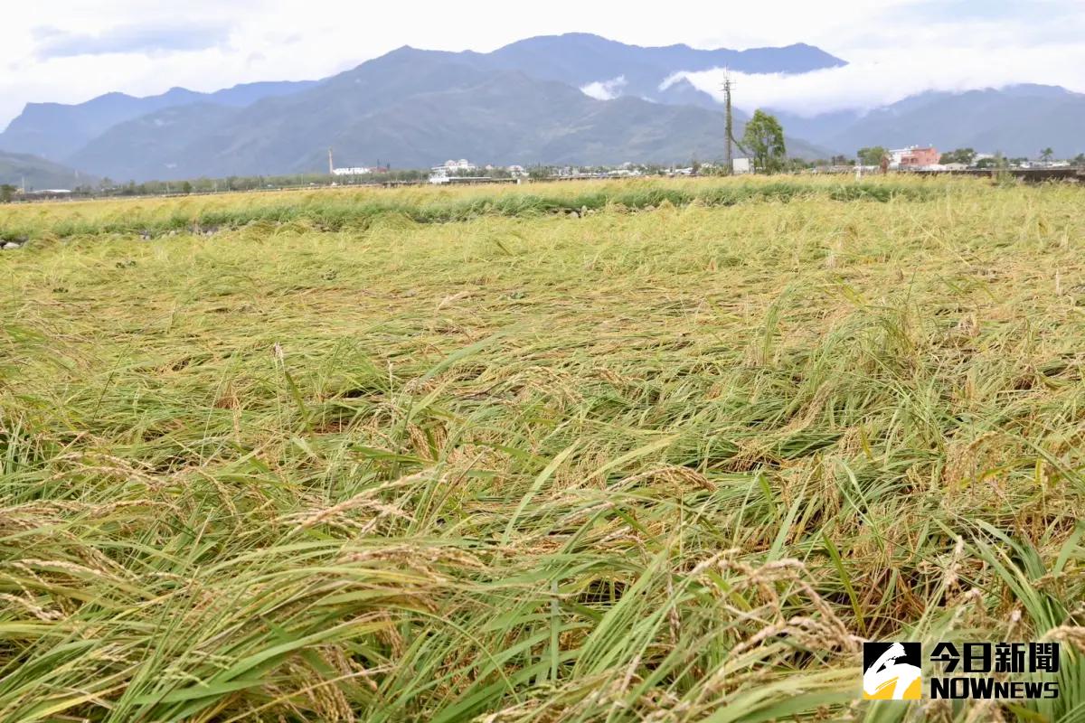 ▲楊儒門說，反對台灣的白米被當交易籌碼。（圖／記者朱永強攝）