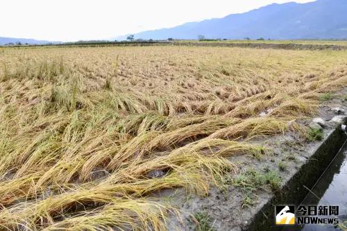 台東直擊／池上稻米整片被康芮吹垮！鄉民代表嘆：農損約8、9成
