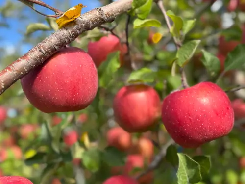 日本笑了！台灣成「3水果」最大買家　進口數據出爐
