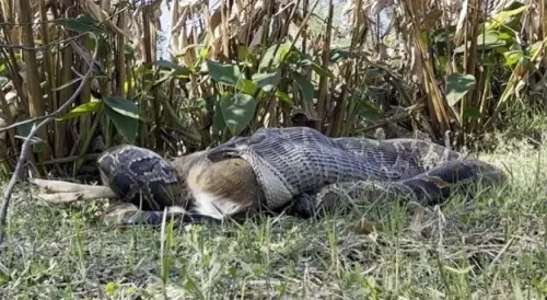 緬甸蟒吞下成年鹿！驚險瞬間首次被生物學家目睹　憂心成頻繁現象
