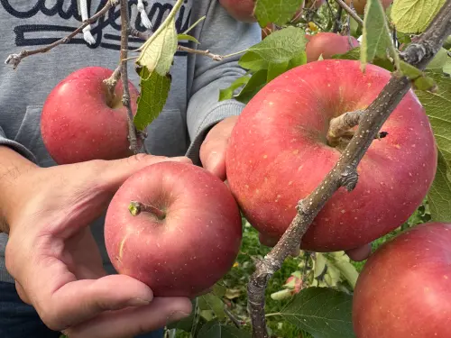 ▲日本青森蘋果農家分享，蘋果的蒂頭要越粗才代表越美味。（圖／記者鍾怡婷攝）