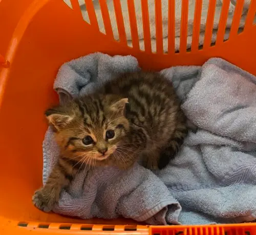 ▲這小可愛「根本不是貓咪」,而是一隻保育類動物歐洲野貓(European wildcat)。(圖/FB@Retscheider Hof) ▲這小可愛「根本不是貓咪」,而是一隻保育類動物歐洲野貓(European wildcat)。(圖/FB@Retscheider Hof)