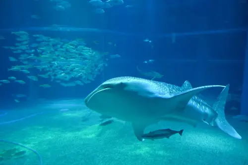 ▲海君過去5年都在水族館的人為環境下生活。（圖／IG@kaiyukan_japan）