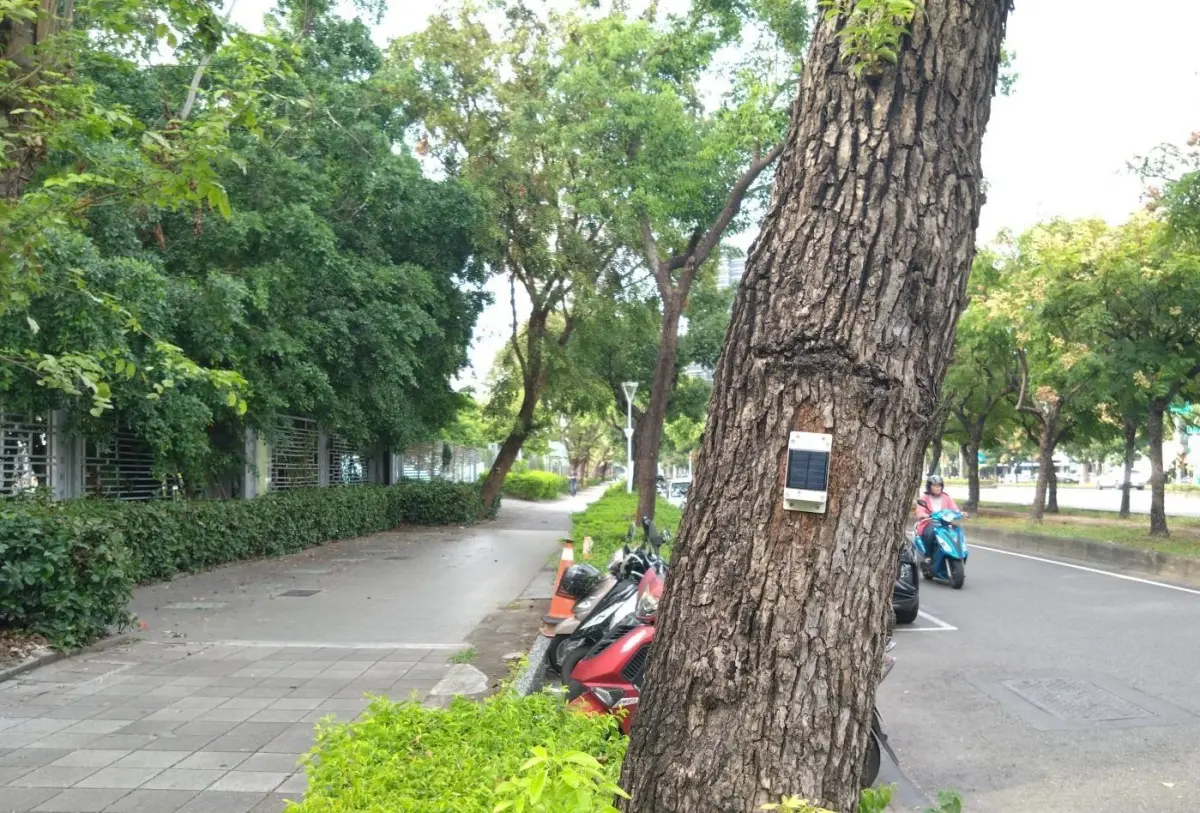 ▲為提升城市樹木安全管理效率，高市府工務局公園處試辦安裝行道樹傾斜監測系統，局長楊欽富表示，未來依實際結果，再評估擴增100處。（圖／高市府工務局提供）