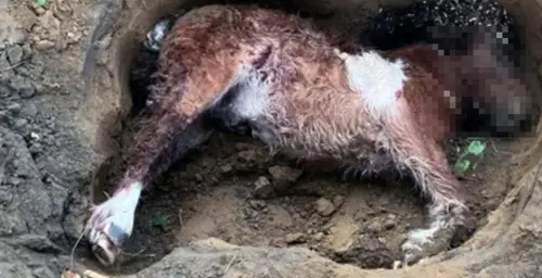 9隻惡犬進攻台南馬術場！迷你馬成嘴下亡魂　身價700萬賽馬也暴斃
