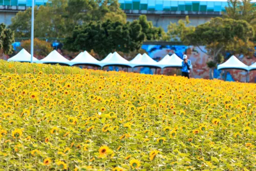 ▲大佳河濱公園每年11月都有壯闊的花海。（圖／取自「戀戀水綠 臺北水利」臉書）