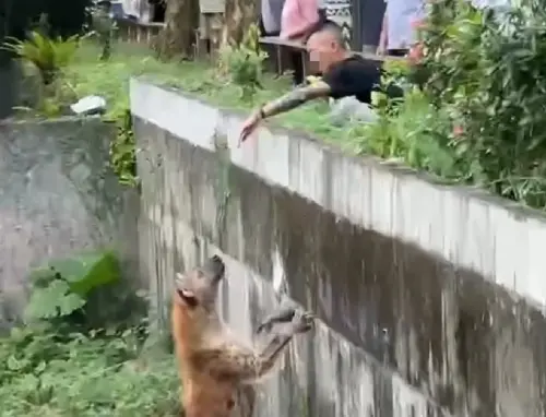 闖越展示區柵欄！刺青男挑釁斑點鬣狗　北市動物園氣炸：依法追究
