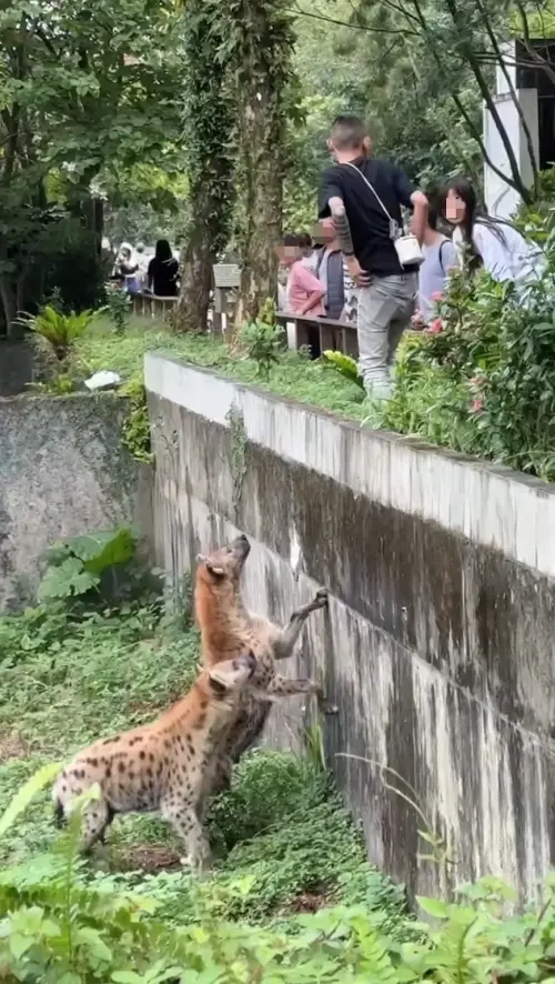 ▲16日下午，台北市木柵動物園，一名手上有刺青的男子，直接闖越動物展示區柵欄，逗弄、挑釁斑點鬣狗，甚至還朝斑點鬣狗丟東西，誇張行徑全被拍下。（圖／翻攝畫面）