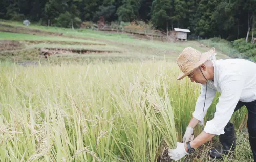 ▲台灣民眾可在日本化身一日小農，到「棚田」體驗農活趣味。（圖／雄獅旅遊提供）