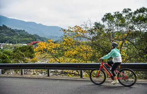 獅頭山落羽松楓葉轉紅時節 「花現參山」3路線單車尋花蹤
