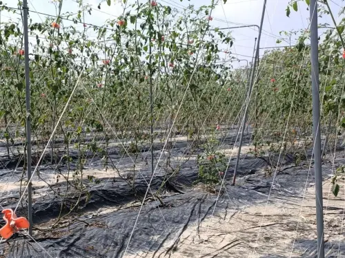 ▲高雄地區受到康芮颱風影響，仍有部分作物植株黃化、葉片及果實損傷及倒伏。（圖／高市府農業局提供）