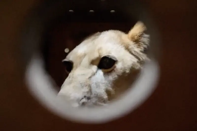 俄羅斯贈北韓動物園70隻動物！熊與獅子都有　突顯兩國關係緊密