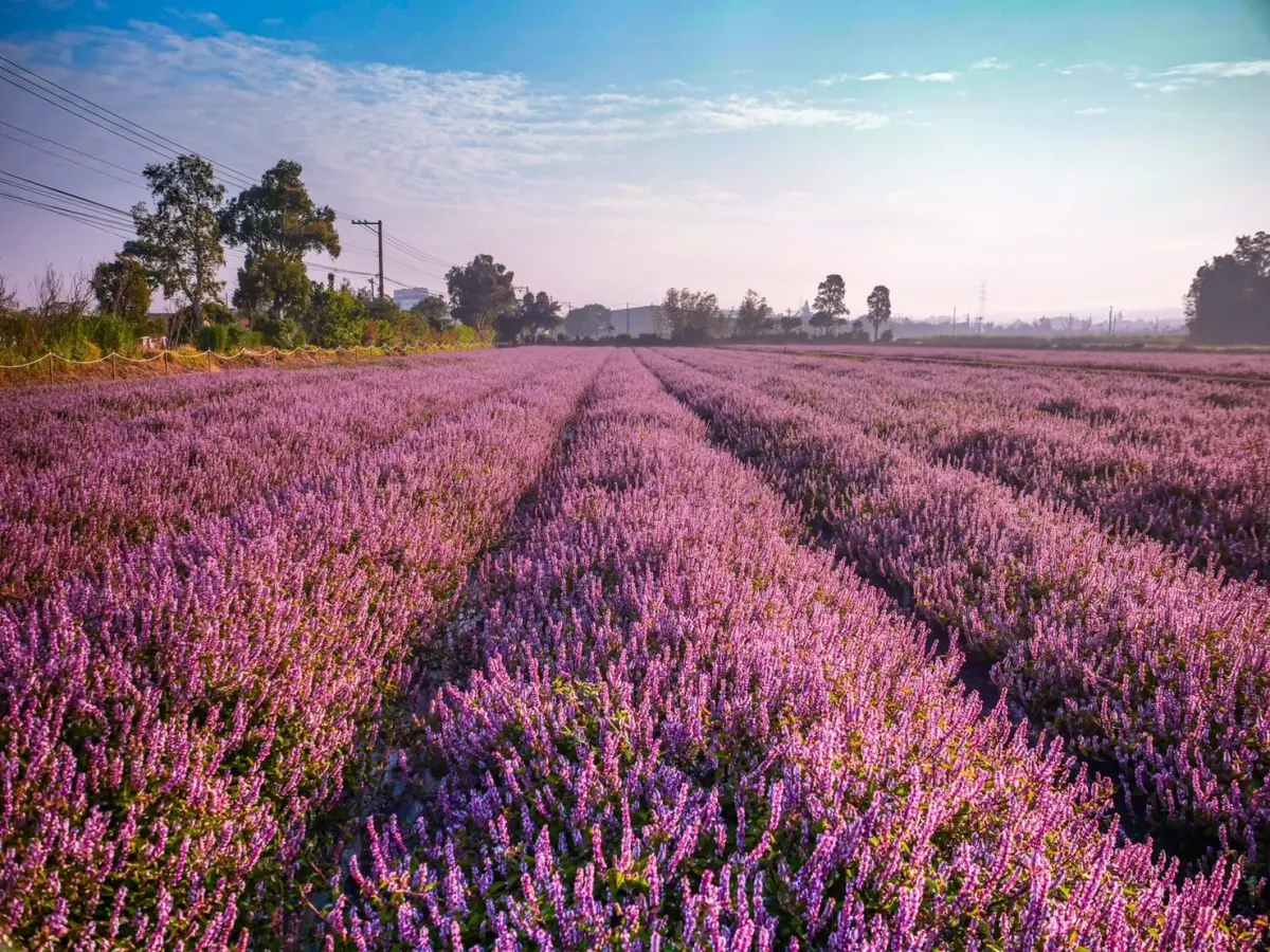2025桃園仙草嘉年華11/22登場！有酷洛米裝置 交通、接駁一次看