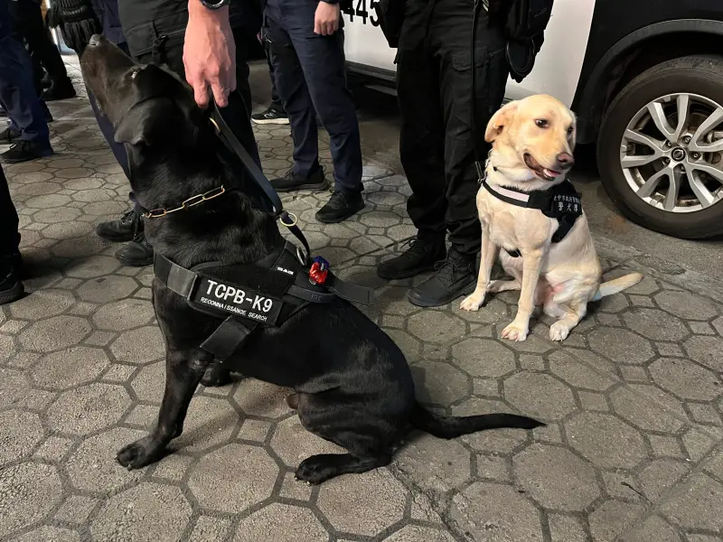 ▲台中市警察局警犬隊拉布拉多緝毒犬Dottie與Google出勤，藉由牠們靈敏的嗅覺，全力搜尋毒品藏匿處（圖/記者鄧力軍翻攝）