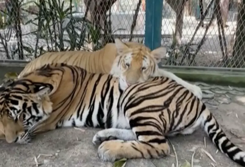 ▲泰國境內野生老虎過去不斷減少，但幸好政府野放水鹿，除了水鹿數量增加之外，老虎數量也逐漸增加。（圖／翻攝自影片）