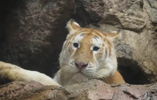 ▲黃金虎在看人類。圖為住在清邁動物園的艾娃。（圖／翻攝自臉書）