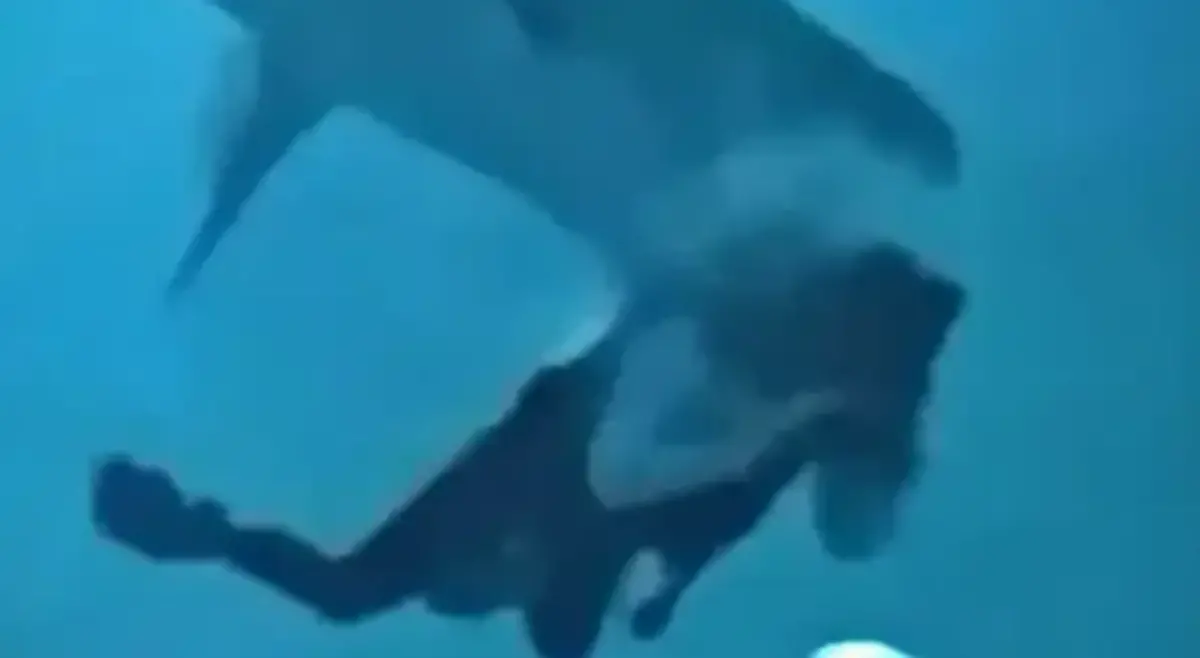 ▲馬爾地夫本月中旬發生一起驚悚事故，1名中國遊客在當地潛水期間，一度遭鯊魚咬住頭部，所幸最後沒有生命危險。（圖／擷取自影片）