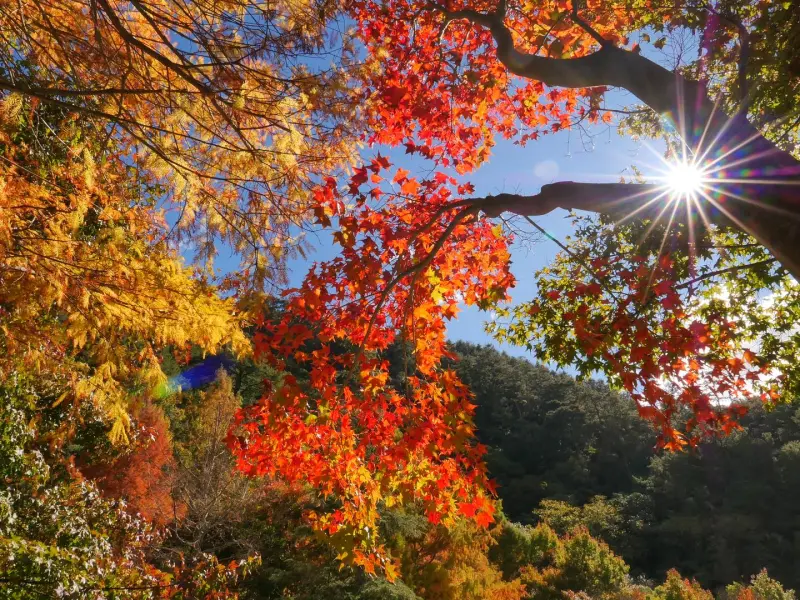 ▲今年冷得較晚，武陵農場目前還有大片的楓紅可賞。（圖／武陵農場提供，2024.11.30）