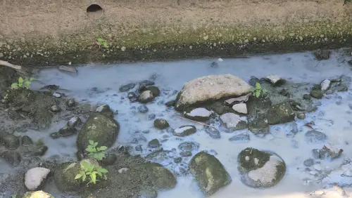 抓到了！星期一經常死魚的頭汴坑溪又出事　上游牛角坑溝變牛奶溝
