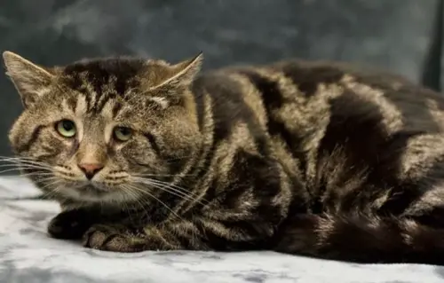 2025全台「寵物補助」來了！申請方式、期限一覽　忘記最重罰25萬
