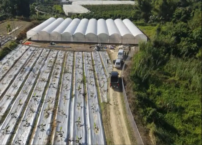 ▲2日，雲林縣警局在台南楠西偏遠山區，破獲在3公頃農地上「搭建10座溫室」種植大麻案件，查獲1766株大麻及已乾燥的大麻花成品，市值逾10億元，警方攻堅逮捕蔡姓主嫌等5人。（圖／翻攝畫面）