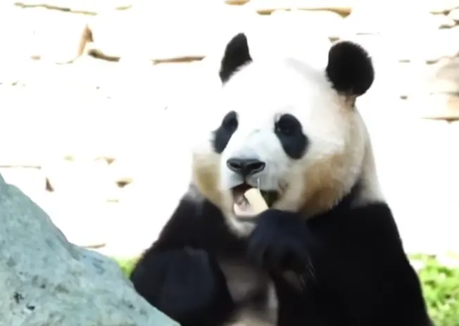 ▲福寶在今年滿4歲時被送回中國大陸，近期卻被粉絲發現，在吃東西時身體出現不自然抖動。（圖／翻攝微博）