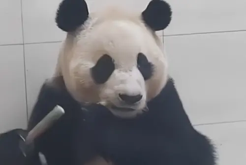 ▲中國大熊貓保護研究中心表示，初步檢查福寶身體並無出現異狀。（圖／翻攝微博）