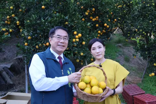 ▲黃偉哲指出,台南是全台柳丁產量第一的城市,種植面積超過1,700公頃,產量穩定且品質優良。(圖/南市府提供) ▲黃偉哲指出,台南是全台柳丁產量第一的城市,種植面積超過1,700公頃,產量穩定且品質優良。(圖/南市府提供)
