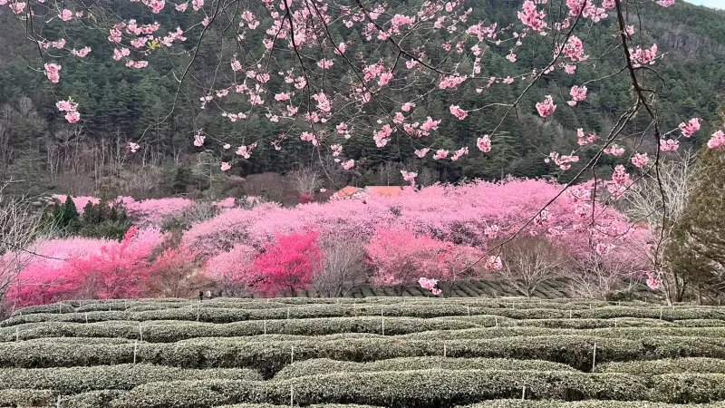 ▲花季置身武陵農場，有到日本賞櫻的氛圍，每年吸引大量遊客上山。（圖／翻攝武陵農場提供，2024.12.06）