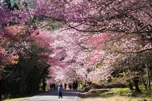 ▲花季置身武陵農場，有到日本賞櫻的氛圍，每年吸引大量遊客上山。（圖／翻攝武陵農場提供，2024.12.06）