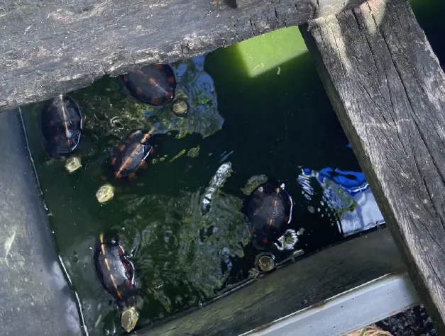 ▲新北林姓男子非法捕捉保育龜類，飼養環境相當惡劣，不當飼養造成13隻烏龜死亡，檢方起訴並求處重刑。（圖／士林地檢署提供）