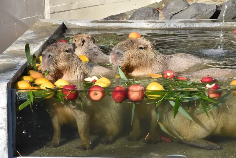 ▲日本秋田市大森山動物園替水豚們準備了「露天浴池」，還在池內放入水果、菜葉等美食，畫面卻像極了佐料豐富的火鍋。（圖／翻攝自「大森山動物園」臉書粉專）