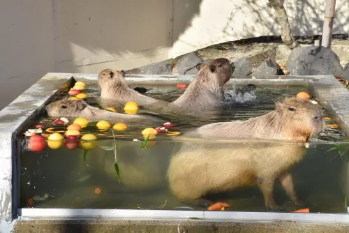 ▲（圖／翻攝自「大森山動物園」臉書粉專）