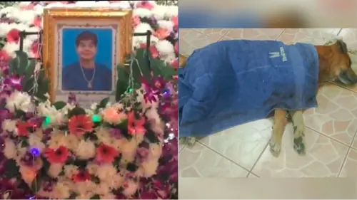泰國版忠犬小八!參加主人喪禮太悲傷 狗倒臥棺材旁離世