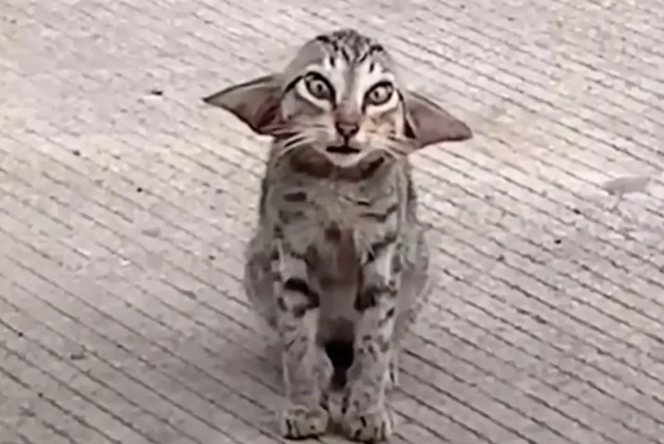 ▲有中國網友在路邊看到一隻耳朵特大、臉有點歪歪的狸花貓。（圖／翻攝微博）