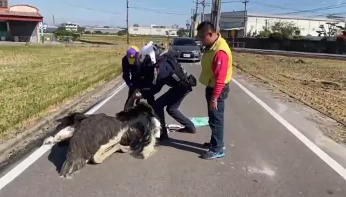 鴕鳥又從彰化跑到台中逛大街　這家派出所警察成抓鳥高手
