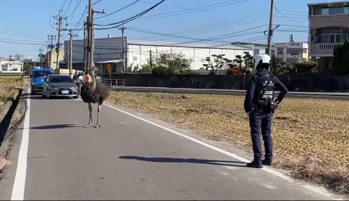 ▲警察一夫當關雙手叉腰，後路被堵的鴕鳥，傻愣愣的呆在原地。（圖／民眾提供，2024.12.12）