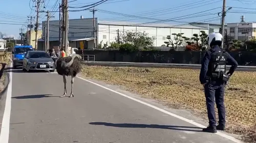 ▲鴕鳥見前路難行，乾脆「當一隻鴕鳥」不面對問題，將頭轉到一旁理毛。（圖／民眾提供，2024.12.12）