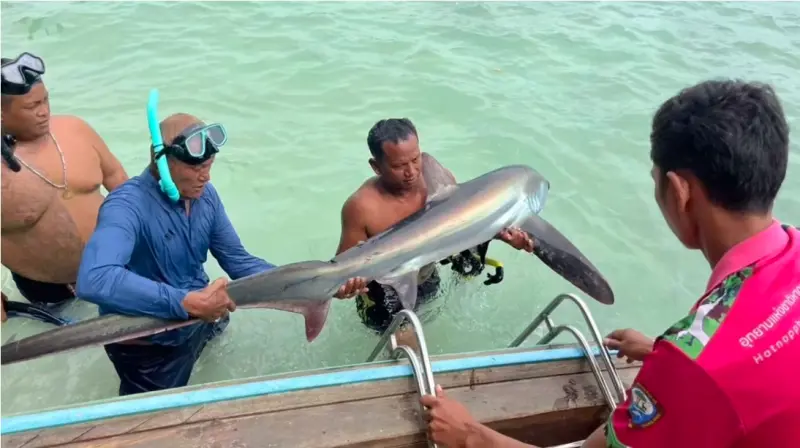▲長尾鯊出沒泰國皮皮島淺水區。（圖／翻攝自泰國世界日報）