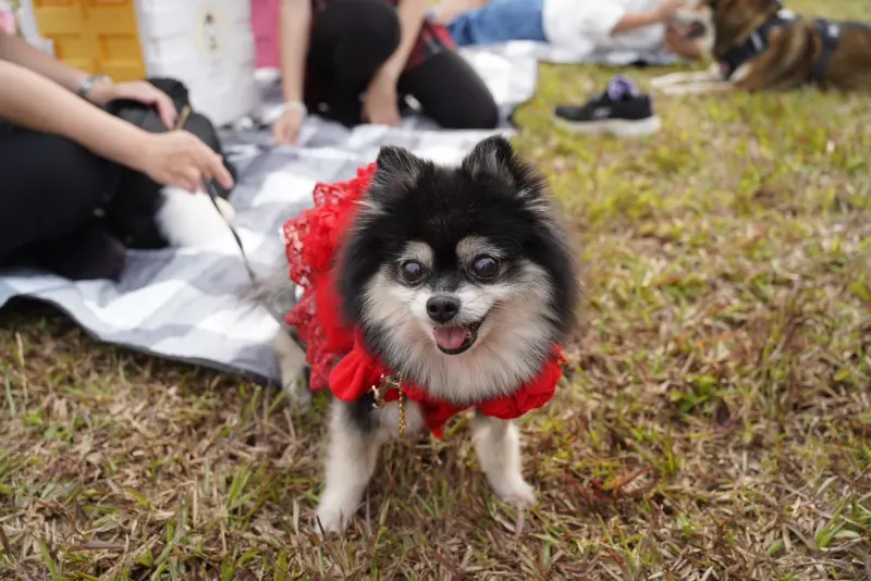 ▲15日下午在屏東縣動物之家，舉辦年度壓軸活動「寵愛相隨·聖誕野餐Party」。（圖／屏東縣府提供）