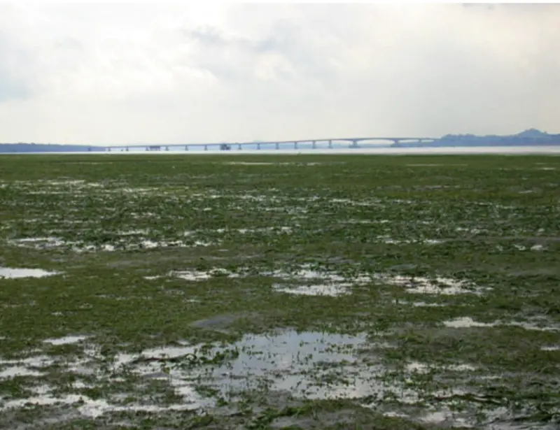 ▲馬來西亞柔佛州西南部蒲萊河口的孟然邦淺灘（Merambong Shoals），是東南亞最大的海草繁殖地。（圖／翻攝自Researchgate）