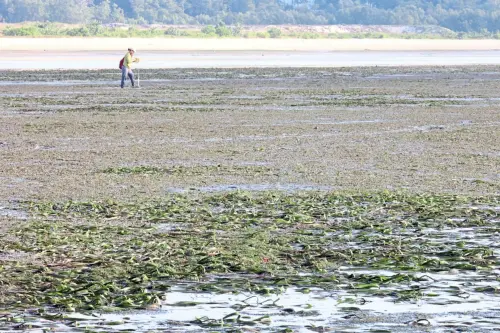 大馬孟然邦淺灘成海洋生態寶庫　東南亞最大海草床面臨保育挑戰
