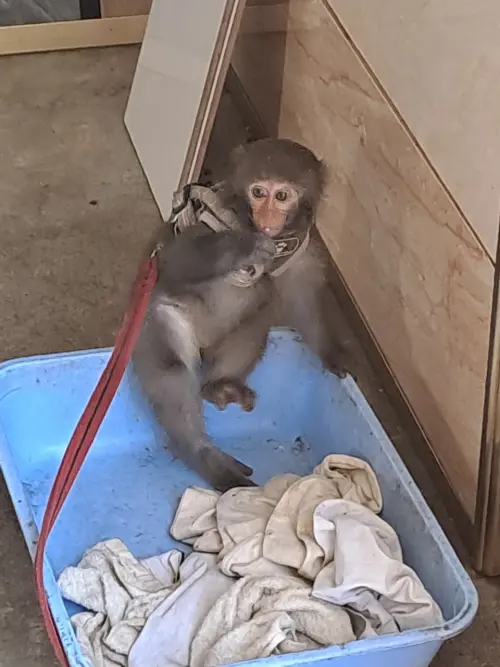 ▲台灣獼猴雖保育降級，台東縣政府呼籲勿飼養以免違法受罰。（圖／台東縣政府）