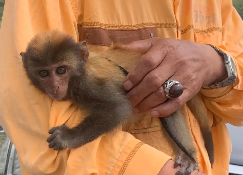 ▲台灣獼猴雖保育降級，台東縣政府呼籲勿飼養以免違法受罰。（圖／台東縣政府）