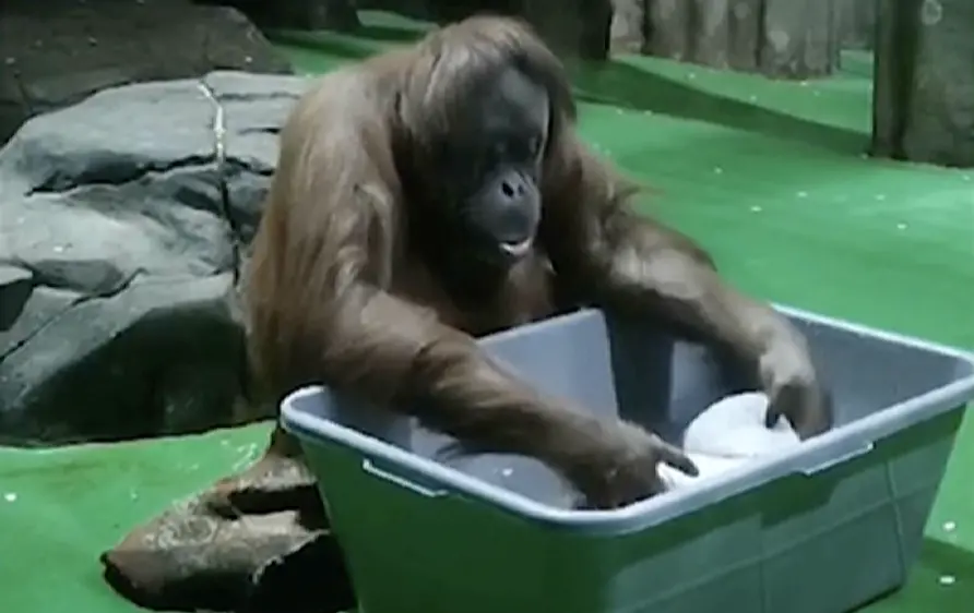 ▲來自大馬熱帶雨林的紅毛猩猩在俄羅斯動物園中洗衣服，引發遊客討論。（圖／翻攝自影片）
